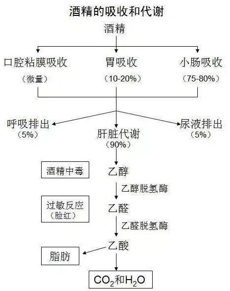 喝多少酒開車算酒駕？喝完酒多久能開車？這組數據，都說明白了